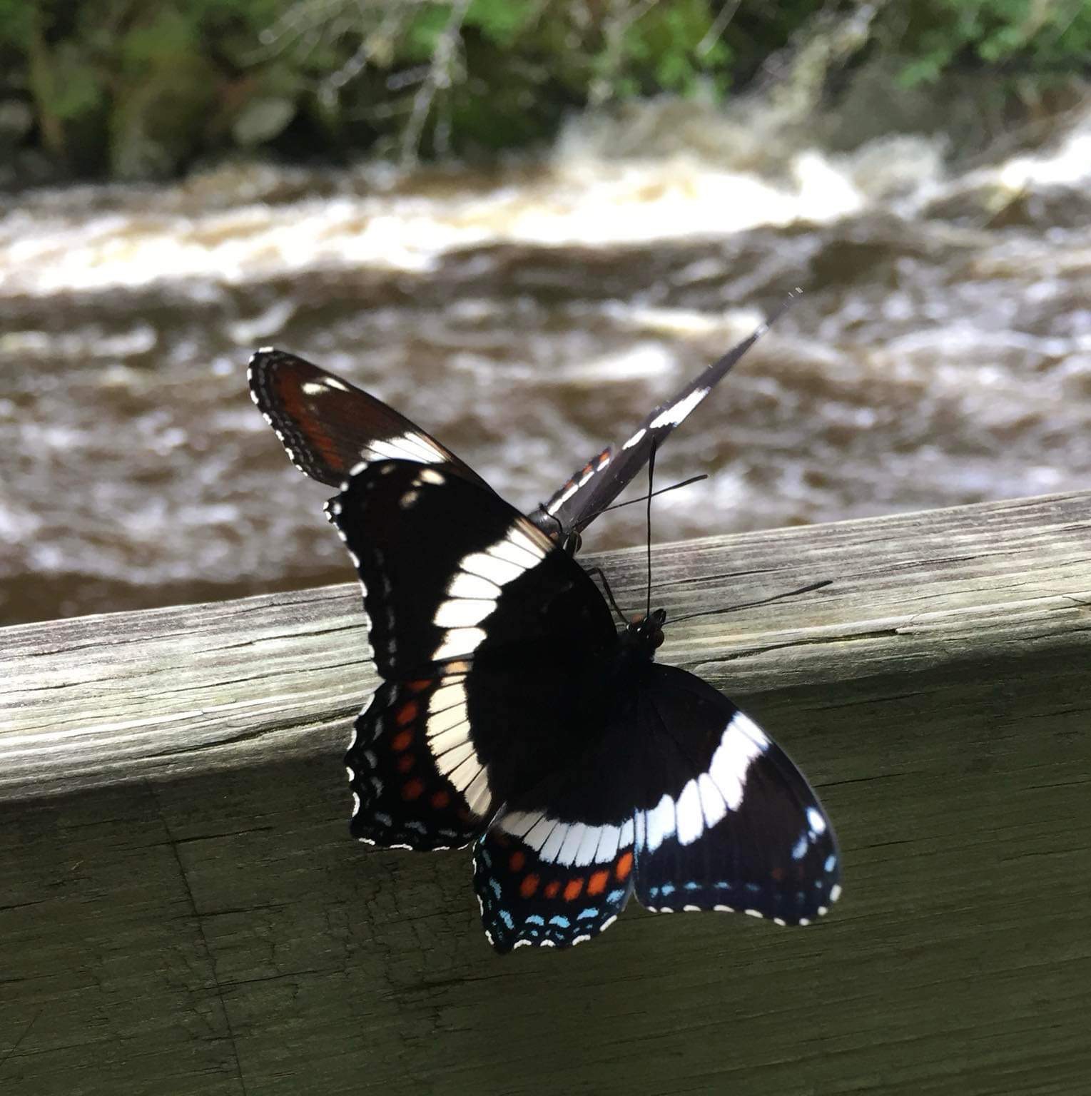 Deux papillons au bord de l’eau